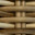 Kubu Seashell